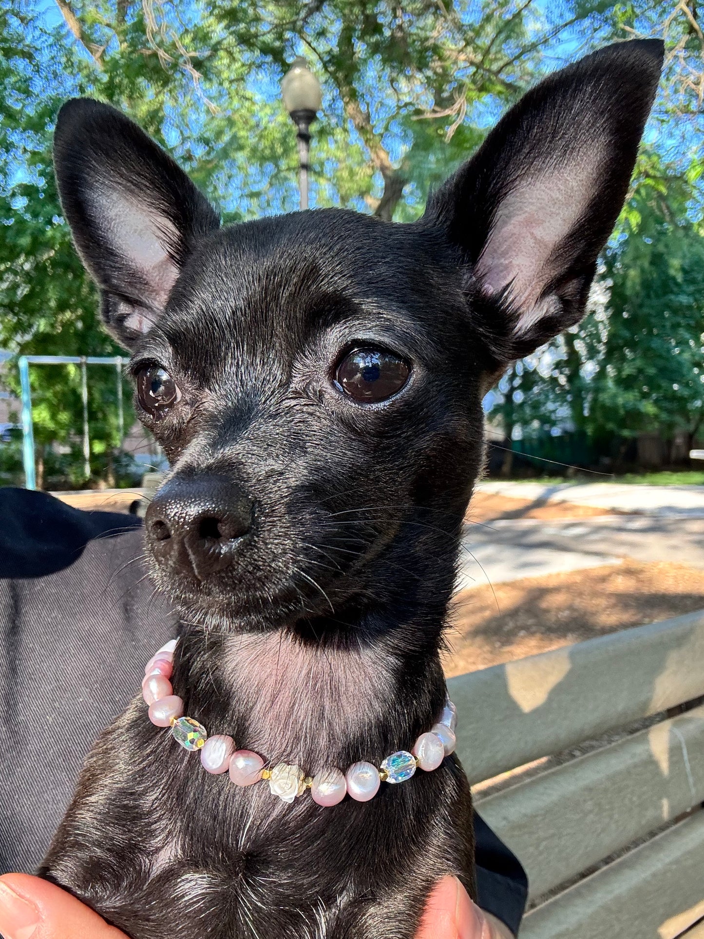Rosita Pearl - New Arrival