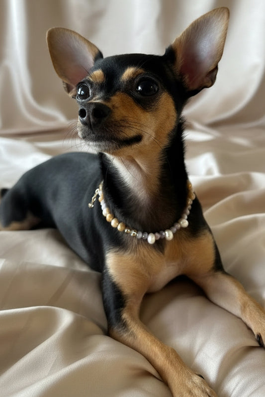 Bella Muse