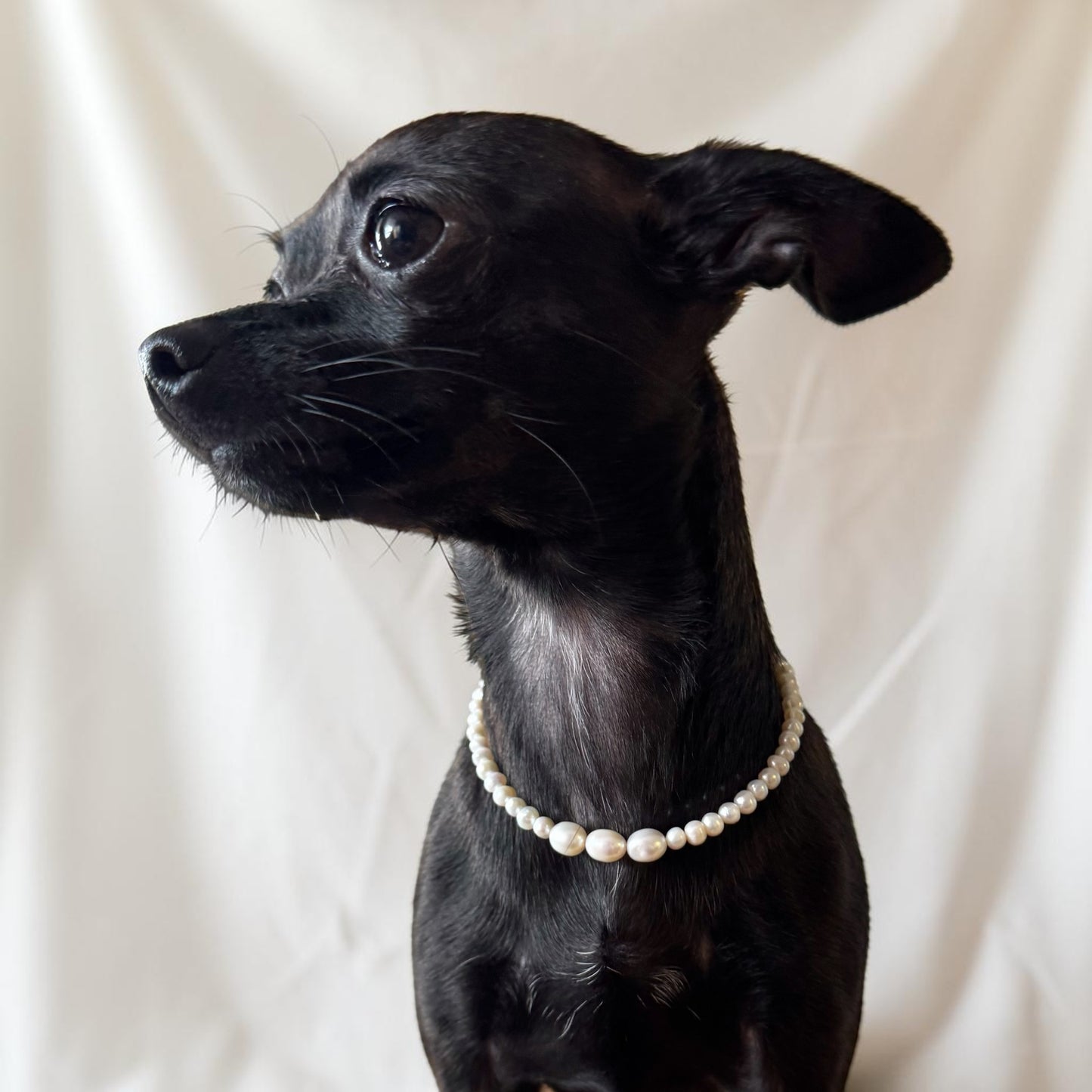 The Penny Pearl