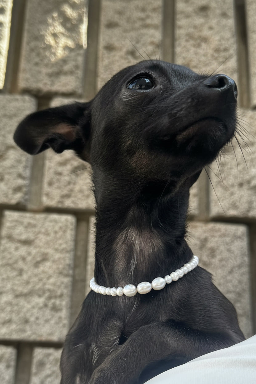The Penny Pearl