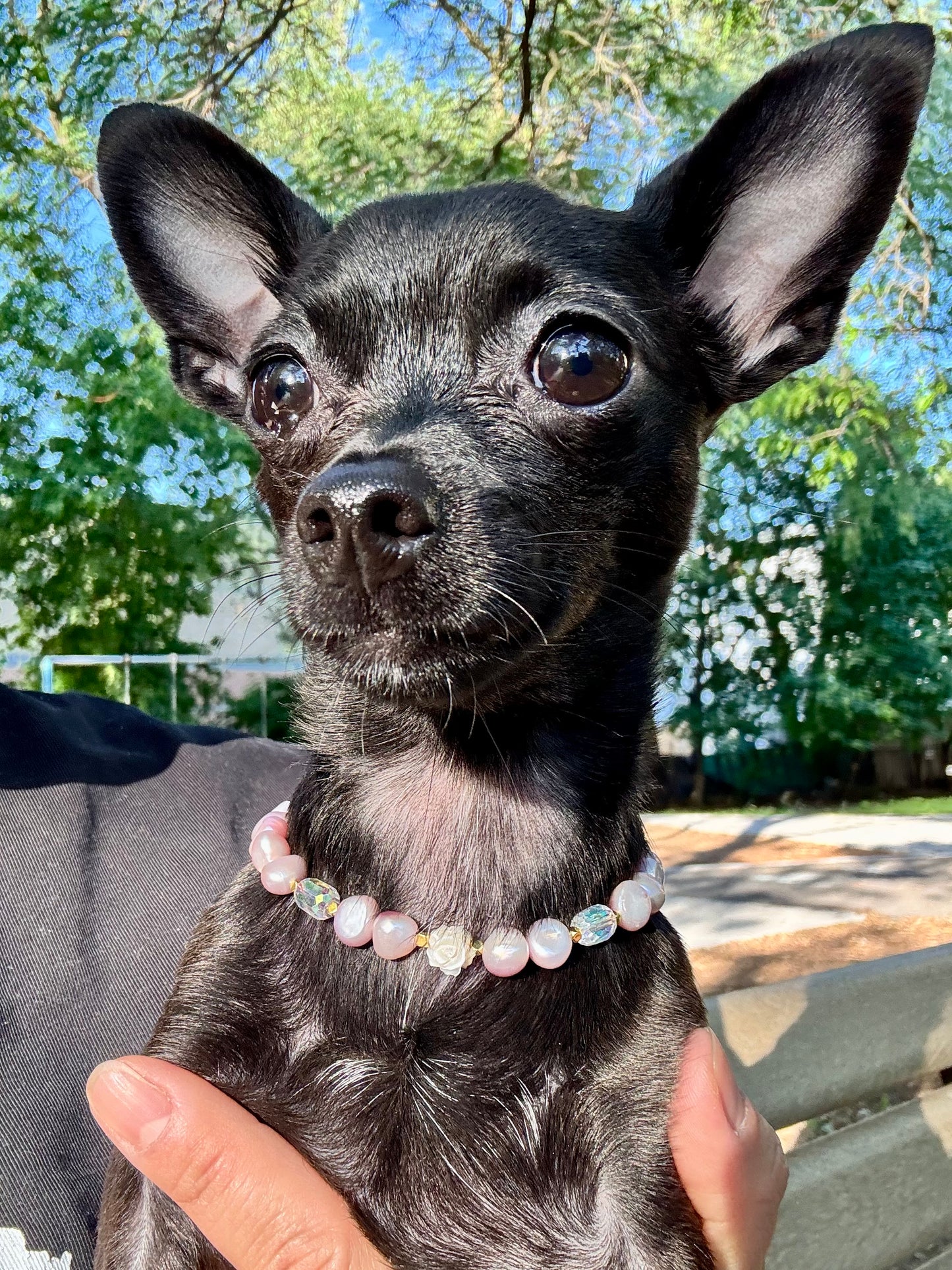 Rosita Pearl - New Arrival