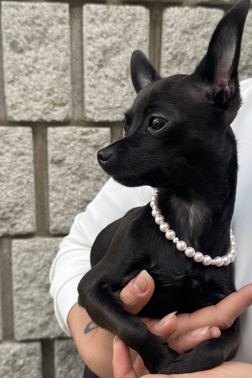 The Penny Shell Pearl - Blush